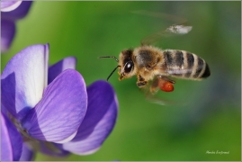 <p>VČELA MEDONOSNÁ (Apis mellifera) ---- /Western honey bee - Westliche Honigbiene/</p>